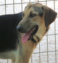 RASKO, Hund, Mischlingshund in Zypern - Bild 7