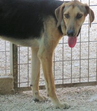 RASKO, Hund, Mischlingshund in Zypern - Bild 8