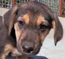 RASKO, Hund, Mischlingshund in Zypern - Bild 9