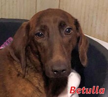 BETULLA, Hund, Mischlingshund in Italien - Bild 3