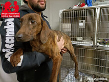 BETULLA, Hund, Mischlingshund in Hannover - Bild 15