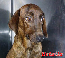 BETULLA, Hund, Mischlingshund in Hannover - Bild 5