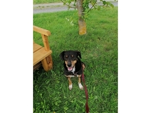 LEON, Hund, Mischlingshund in Endlichhofen - Bild 6