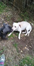 ANNIE, Hund, Mischlingshund in Griechenland - Bild 2