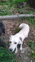 ANNIE, Hund, Mischlingshund in Griechenland - Bild 3