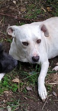 ANNIE, Hund, Mischlingshund in Griechenland - Bild 5