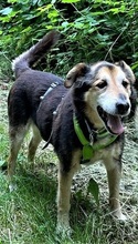 SAMY, Hund, Mischlingshund in Ditzingen - Bild 2