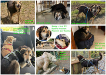 SAMY, Hund, Mischlingshund in Ditzingen - Bild 4