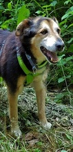 SAMY, Hund, Mischlingshund in Ditzingen - Bild 6
