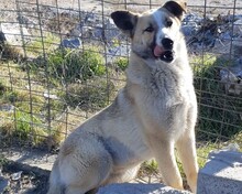 ROSALIE, Hund, Mischlingshund in Griechenland - Bild 1