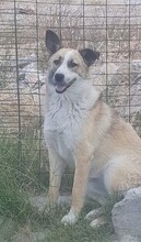 ROSALIE, Hund, Mischlingshund in Griechenland - Bild 2