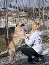 ROSALIE, Hund, Mischlingshund in Griechenland - Bild 6