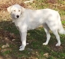 ARIELLE, Hund, Mischlingshund in Griechenland - Bild 1