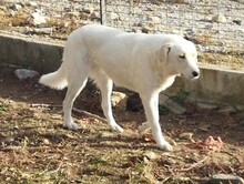ARIELLE, Hund, Mischlingshund in Griechenland - Bild 2