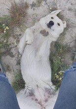 ARIELLE, Hund, Mischlingshund in Griechenland - Bild 3