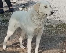 ARIELLE, Hund, Mischlingshund in Griechenland - Bild 4