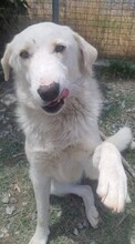 ARIELLE, Hund, Mischlingshund in Griechenland - Bild 5