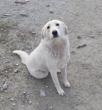 ARIELLE, Hund, Mischlingshund in Griechenland - Bild 6