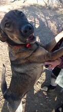 BROWNIEONE, Hund, Mischlingshund in Griechenland - Bild 2