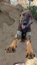 BROWNIEONE, Hund, Mischlingshund in Griechenland - Bild 4