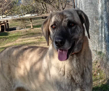 DOLLYONE, Hund, Mischlingshund in Griechenland - Bild 1