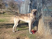 DOLLYONE, Hund, Mischlingshund in Griechenland - Bild 2