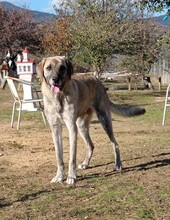 DOLLYONE, Hund, Mischlingshund in Griechenland - Bild 3