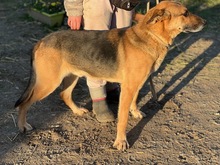 MAO, Hund, Deutscher Schäferhund-Mix in Ungarn - Bild 3