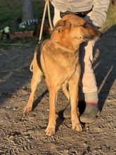 MAO, Hund, Deutscher Schäferhund-Mix in Ungarn - Bild 6