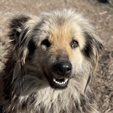 MANDYLOU, Hund, Mischlingshund in Griechenland - Bild 1