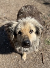 MANDYLOU, Hund, Mischlingshund in Griechenland - Bild 10