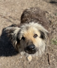 MANDYLOU, Hund, Mischlingshund in Griechenland - Bild 11