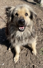 MANDYLOU, Hund, Mischlingshund in Griechenland - Bild 14
