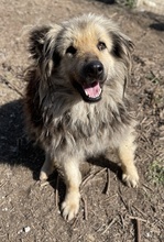 MANDYLOU, Hund, Mischlingshund in Griechenland - Bild 2