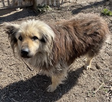 MANDYLOU, Hund, Mischlingshund in Griechenland - Bild 3