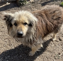 MANDYLOU, Hund, Mischlingshund in Griechenland - Bild 4