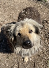 MANDYLOU, Hund, Mischlingshund in Griechenland - Bild 9