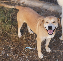 CECE, Hund, Mischlingshund in Griechenland - Bild 12