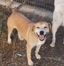 CECE, Hund, Mischlingshund in Griechenland - Bild 13
