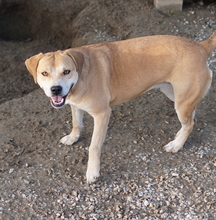 CECE, Hund, Mischlingshund in Griechenland - Bild 3