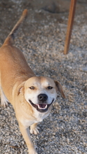 CECE, Hund, Mischlingshund in Griechenland - Bild 5
