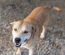 CECE, Hund, Mischlingshund in Griechenland - Bild 6