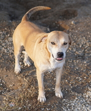 CECE, Hund, Mischlingshund in Griechenland - Bild 8