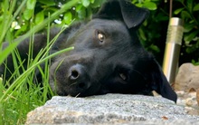 LUNA, Hund, Mischlingshund in Wenzenbach - Bild 46
