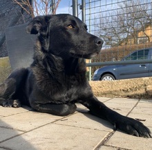 LUNA, Hund, Mischlingshund in Wenzenbach - Bild 57