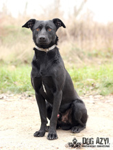 GERONIMO, Hund, Mischlingshund in Slowakische Republik - Bild 2