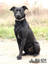 GERONIMO, Hund, Mischlingshund in Slowakische Republik - Bild 3