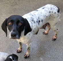 MARIA, Hund, Pointer-Mix in Zypern - Bild 2