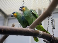 CHARLY, Vogel, Venezuele Amazone in Hamburg - Bild 1
