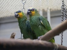 CHARLY, Vogel, Venezuele Amazone in Hamburg - Bild 2